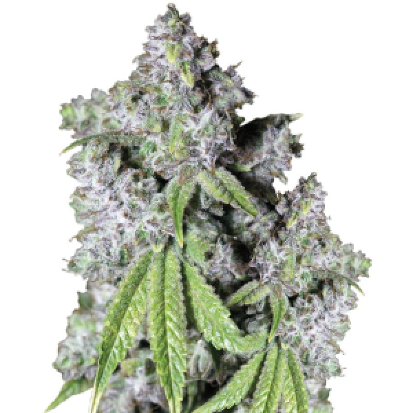 Cherry Zoap Auto Feminised Cannabis Seeds Growers Choice